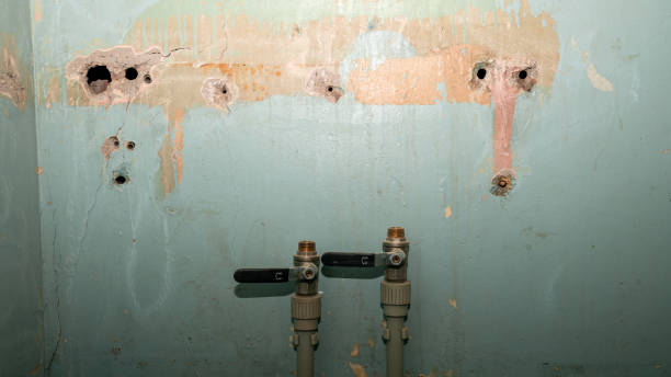 Best Mold removal after water damage  in Kingstree, SC